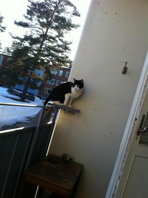 maddes katt